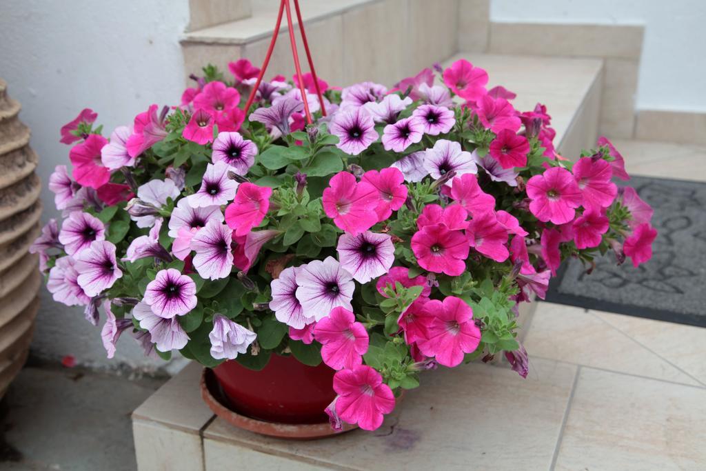 Paralia Guest House Agia Roumeli Exteriér fotografie
